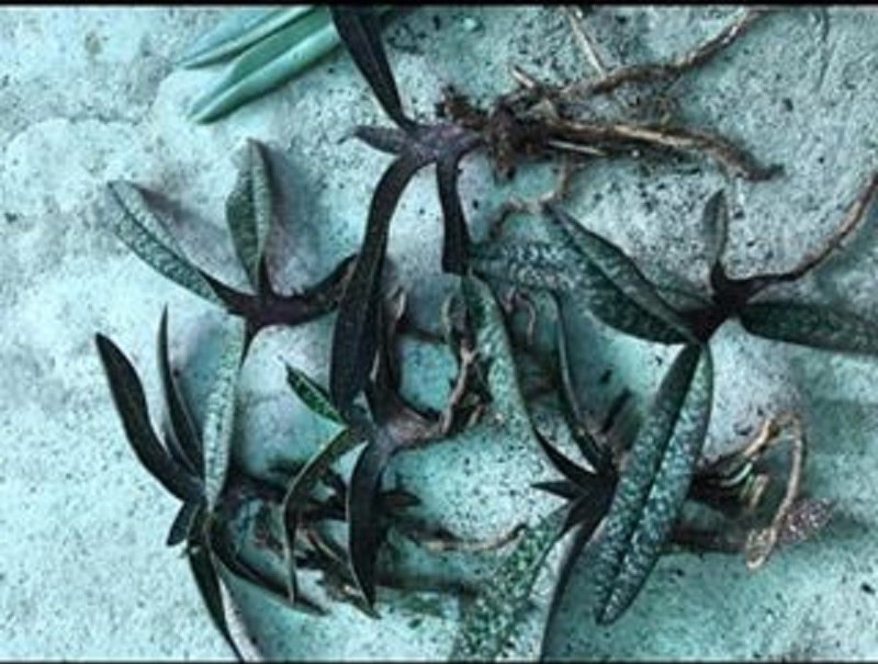 1 BÓ LAN HÀI MỐC HỒNG RỪNG TÂY BẮC, HOA NỞ DỊP TẾT - CÂY GIỐNG LAN RỪNG - HMH