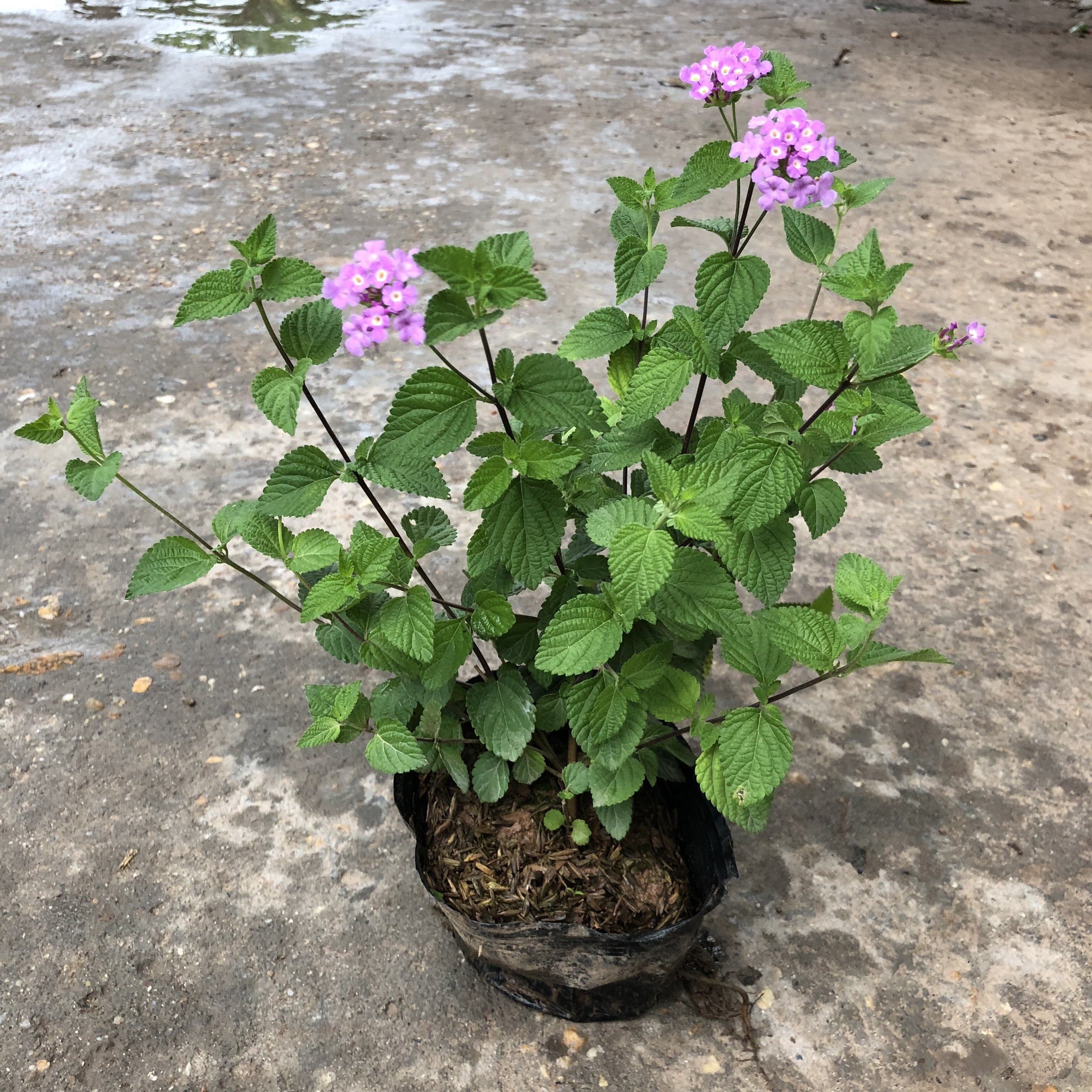 Cây hoa ngũ sắc tím rủ, chiều cao cây 20cm tán suê tròn sức sống khỏe phát triển nhanh thích hợp trang trí ban công