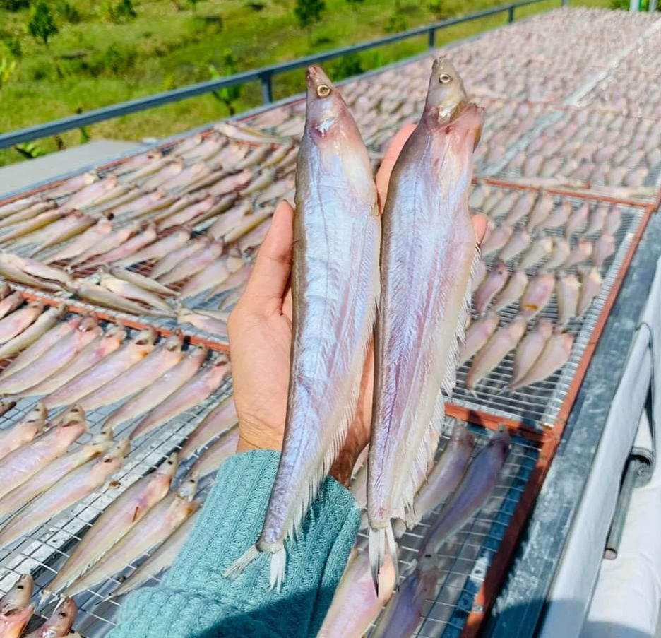 Khô cá trèn bầu, cá chèn, cá kết, 3 nắng, con mập ú nụ thịt ngon ngọt béo ngậy, khô như hình, hàng loại 1 con to Khô Ông Chín
