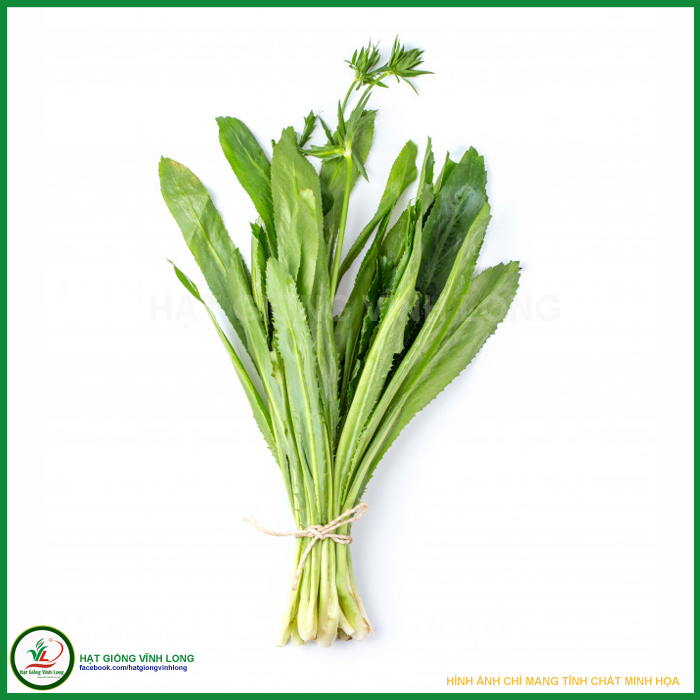 Hạt giống Ngò gai RD 76 - 10g
