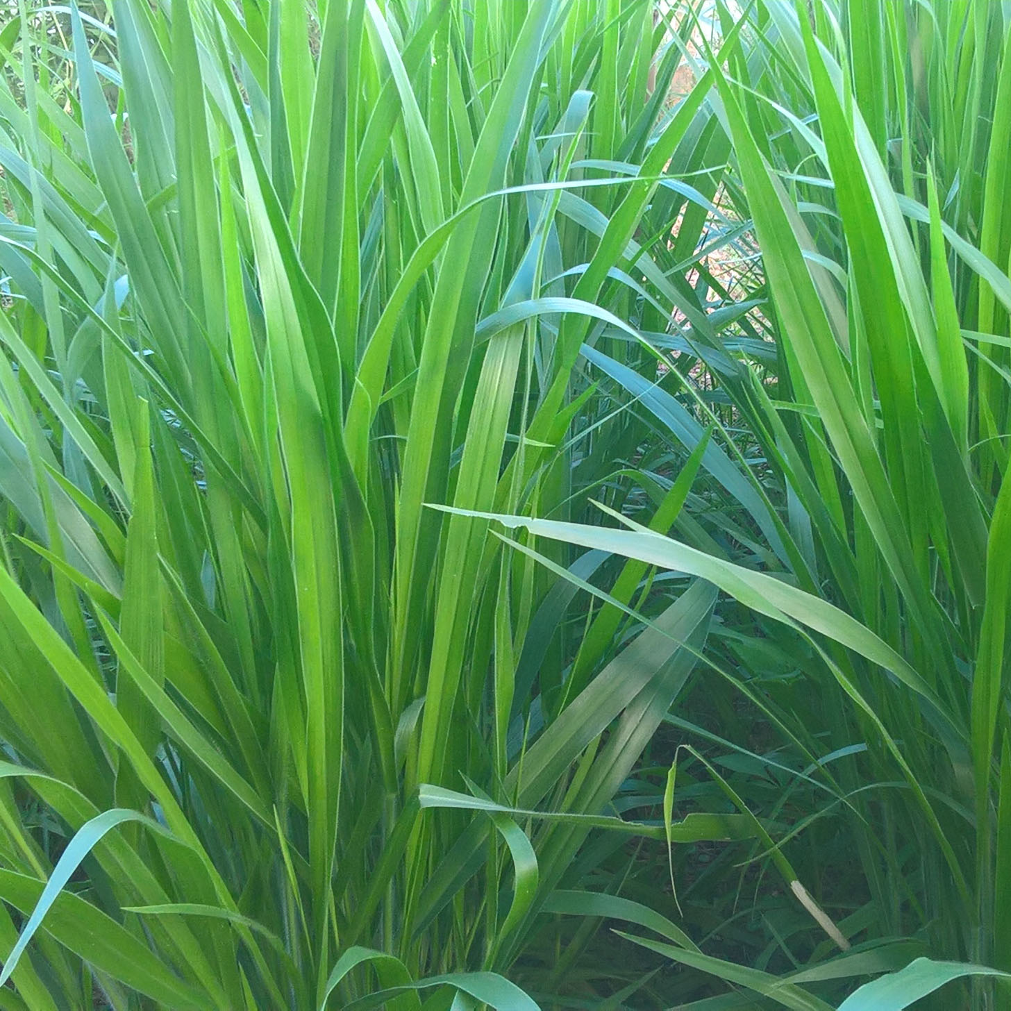 Hạt Giống Cỏ Mulato 2 – Hybrid Brachiaria (Bổ sung dinh dưỡng)