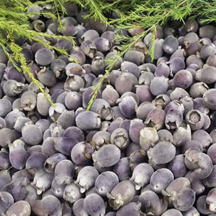 quả sim rừng khô