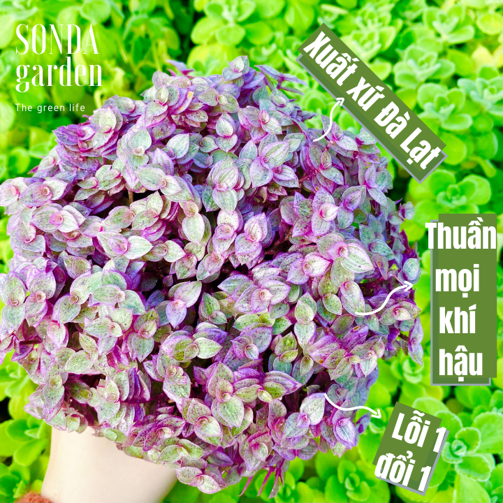 Cỏ pink lady size trung bình xuất xứ đà lạt lỗi 1 đổi 1