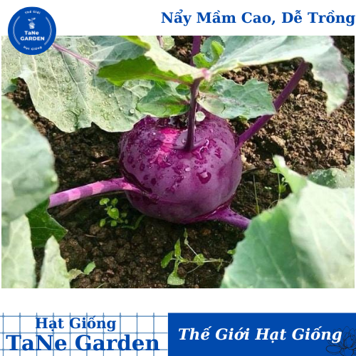 1gr hạt giống củ su hào tím - tane garden