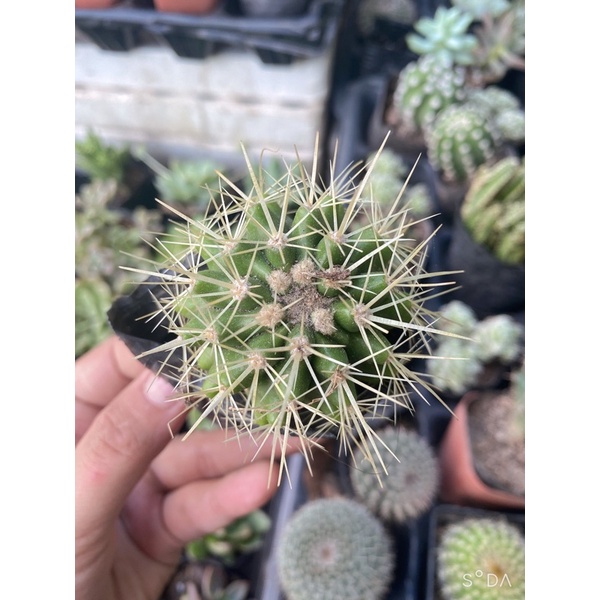 Xương rồng Kim Hổ 5cm - Echinocactus grusonii Golden Barrel Cactus