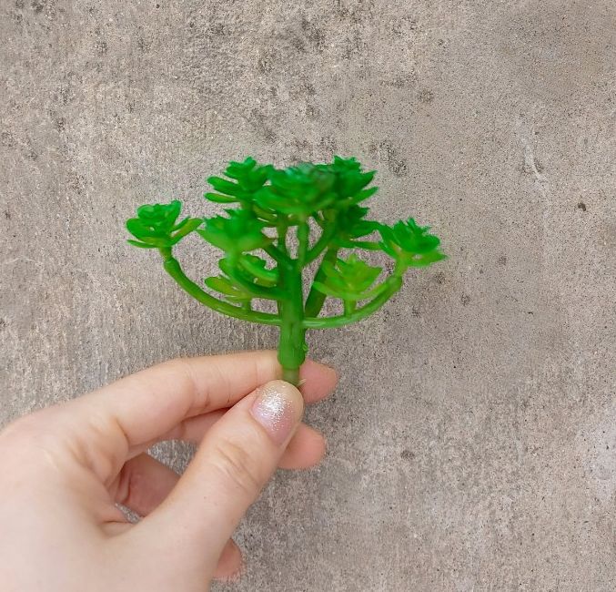 Cây hoa nhựa: Mẫu Sedum vảy ốc xanh