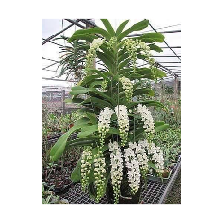 6 cây lan ngọc điểm giống