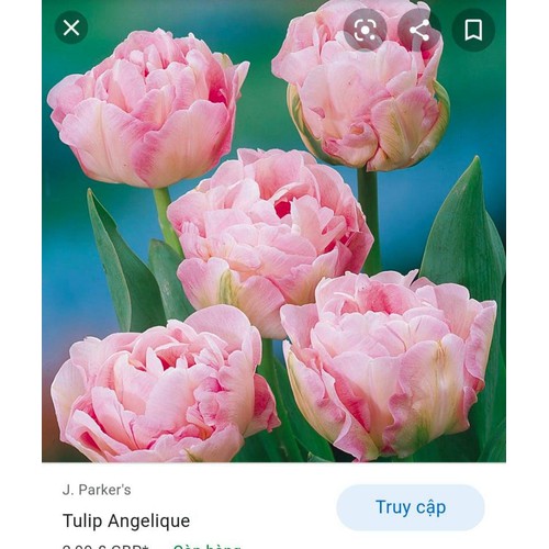 Bộ 5 củ giống hoa tulip hoa kép hoa màu hồng Angelique
