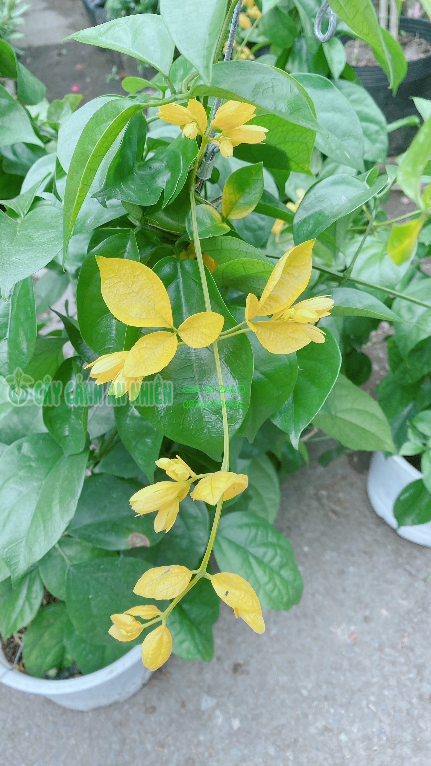 Cây Lan Hoàng Dương Thái