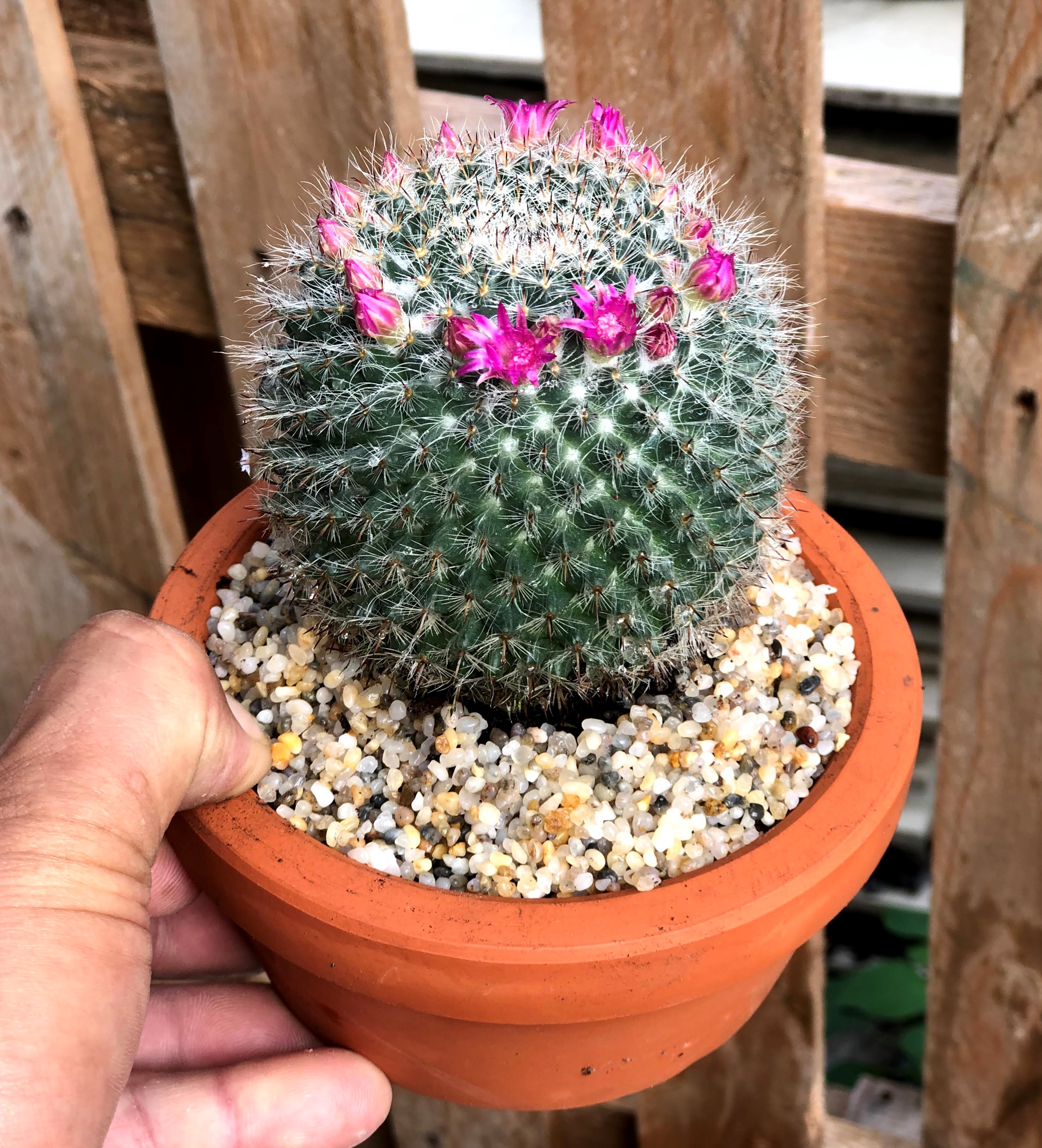 Chậu đất nung cây xương rồng bánh sinh nhật