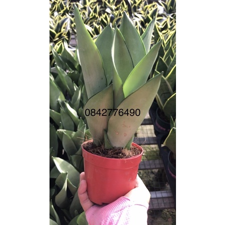 Lưỡi hổ bạch kim, lưỡi hổ bạc 1 thân cây phong thủy+ Tặng Phân Bón