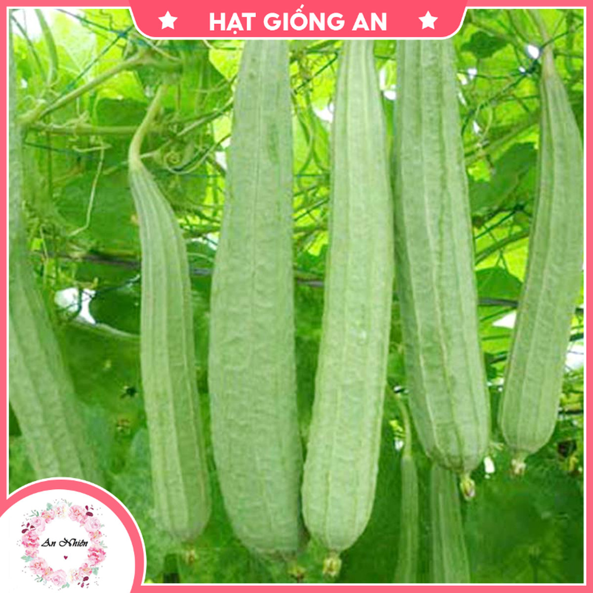 Hạt giống mướp hương - mướp khía - hạt giống an1