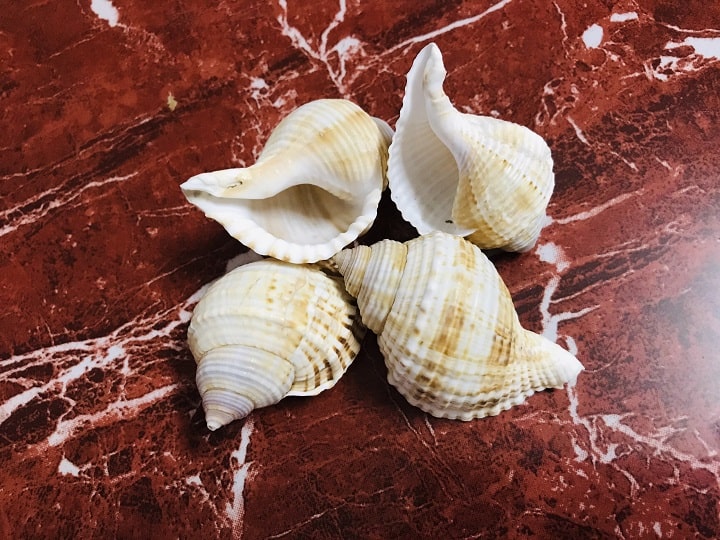 Vỏ Ốc SIZE M/L Ốc Lông Miệng Rộng - Ốc Mượn Hồn Đẹp - Giá Rẻ - Vỏ Ốc Biển Tự Nhiên