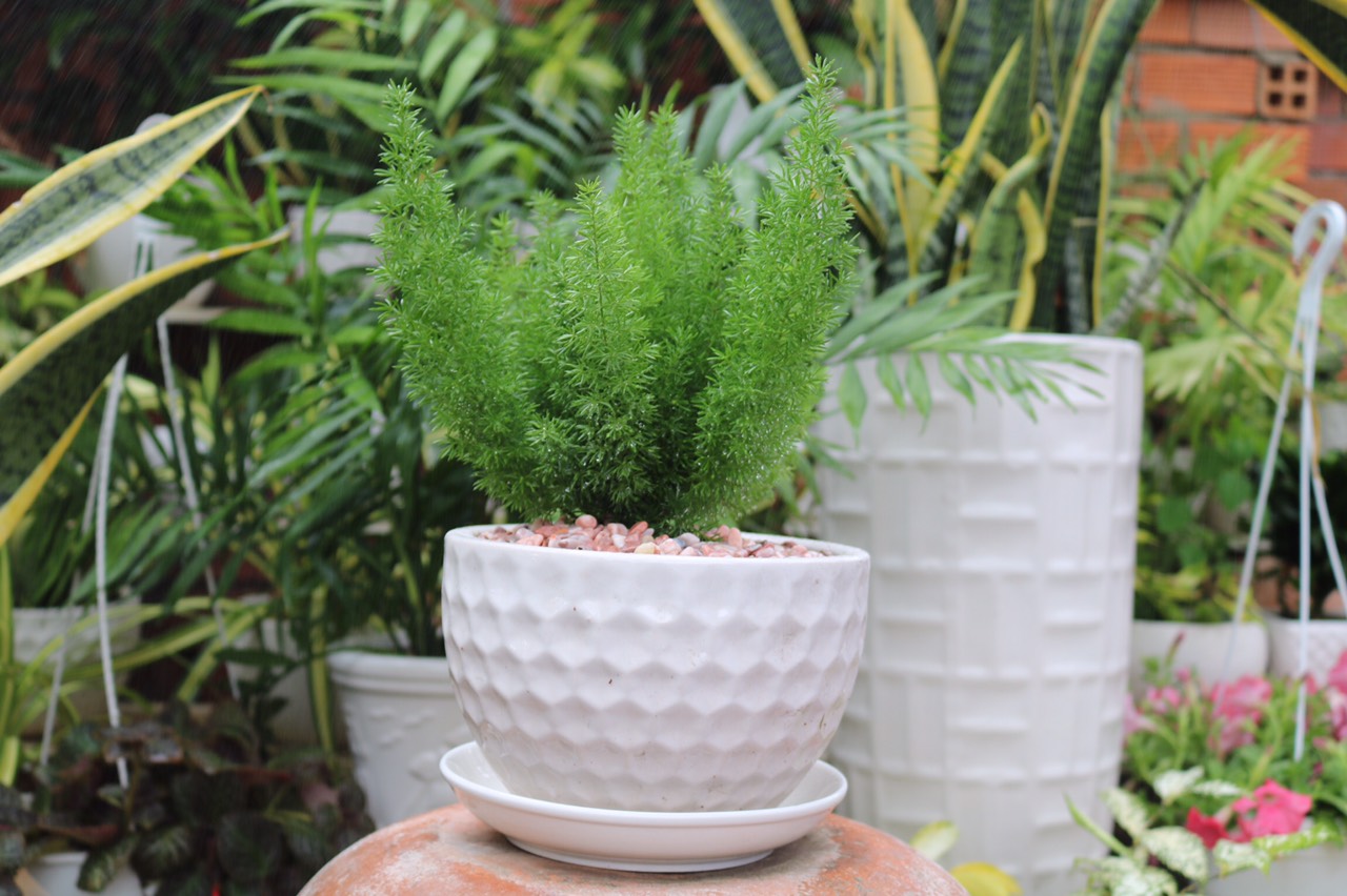 Chậu sứ cây Tùng Đuôi Chồn