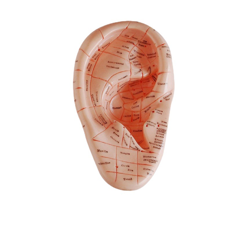 +NEW Người viết blog BOU  Massage tai 17CM  Màng tai châm cứu mô phỏng 、 Có thể được sử dụng cho đào tạo sinh viên và chất lượng giảng dạy.