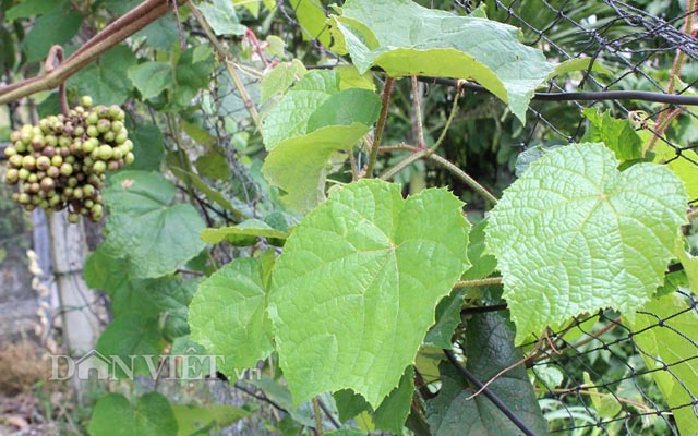 Nho dại- nho rừng-cây giống