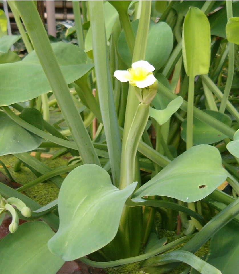 Hạt giống kèo nèo, tai tượng, cù nèo - gói 0,1 gram