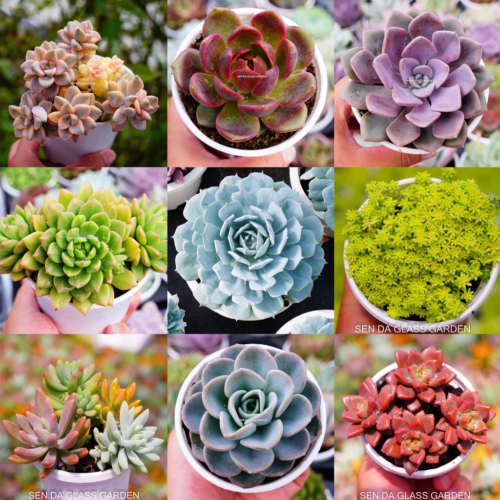 Sen đá chậu trung 8-10cm chọn theo mẫu glass garden, lỗi 1 đổi 1