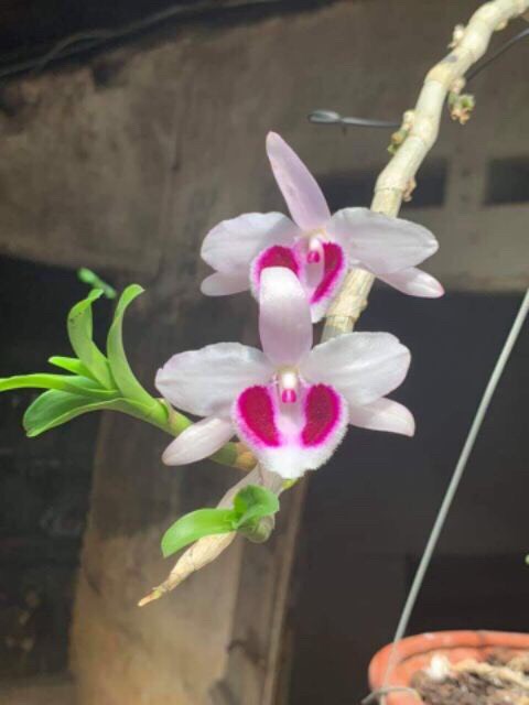 PHi điệp ám mắt đỏ tân lạc hòa bình