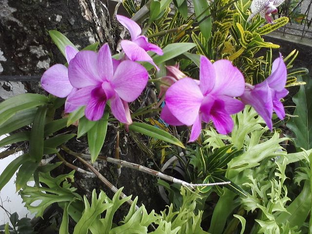 Chon-Cattleya-rung-de-trang-tri-la-dieu-vo-cung-hop-ly