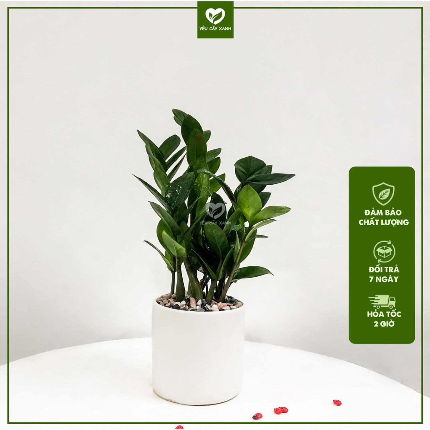 Cây Kim Tiền - Cây Kim Phát Tài để bàn hợp phong thủy