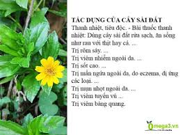 Kết quả hình ảnh cho công dụng của cây xoài đất