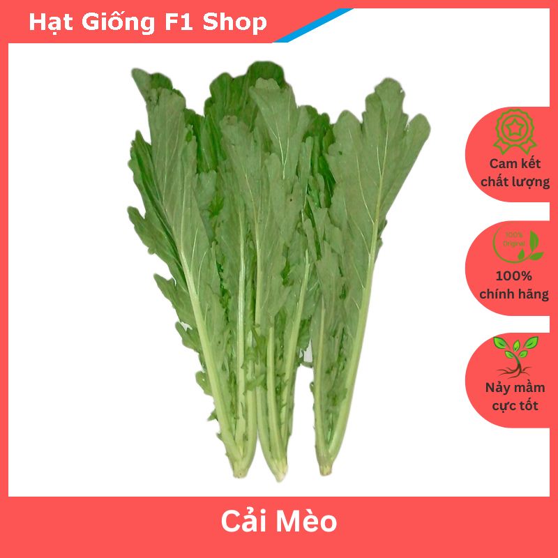 Hạt Giống Rau Cải Mèo Dễ Trồng (074.F1)