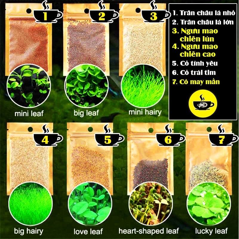 Hạt Giống Cây Thủy Sinh Trân Châu Ngọc Trai, Ngưu Mao Chiên, Cỏ Tình Yêu,
