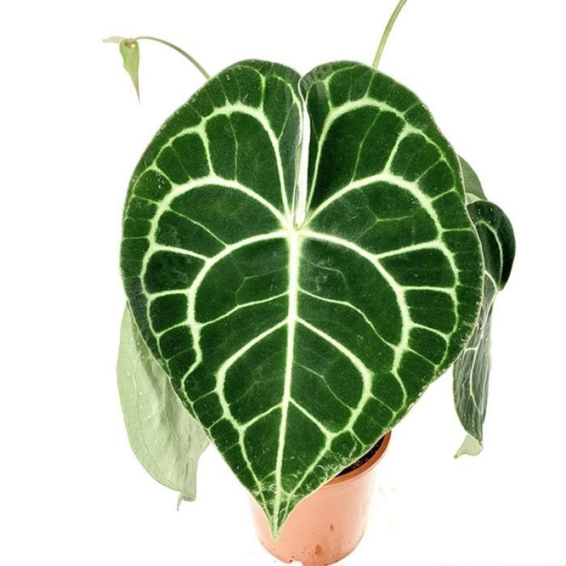 Anthurium clarinervium- Môn tim, cây khoẻ mạnh sức sống tốt