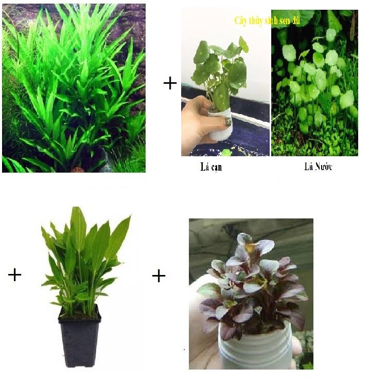 Combo 5 giỏ cây thủy sinh cắt cắm dễ trồng cho bể cá cảnh - 1 giỏ hồng xoăn + 2 giỏ liễu + 1 giỏ sen dù + 1 khóm trầu bà