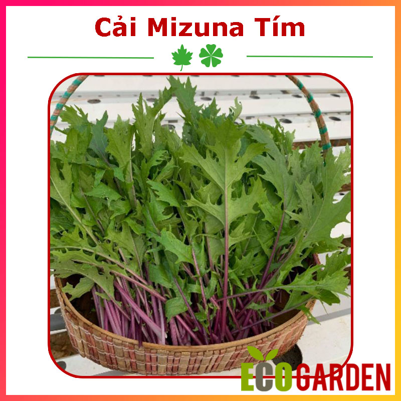 Hạt Giống Cải Mizuna Tím Nhật Bản