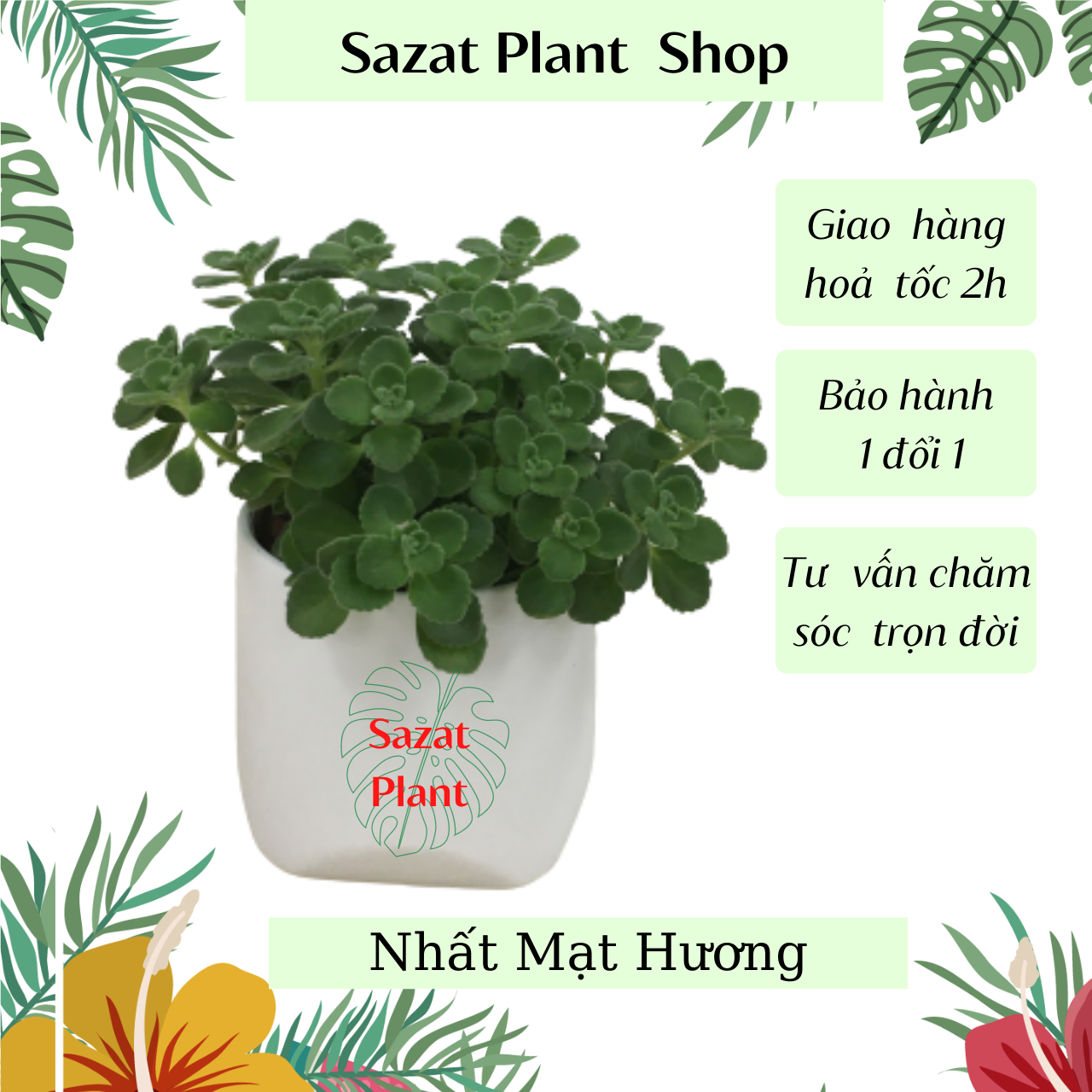 Cây Sen Thơm , cao 15-20cm, cây cảnh kiểng lá mini để bàn trồng trong nhà phong thuỷ hút tài lọc, cây xanh Nhà Phố SaZat Plant.