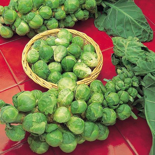 MJ80 Gói 50 Hạt Giống Bắp Cải Baby (Bắp Cải Tí Hon) 1gr Giống Mới Chịu Nhiệt 4 Mùa