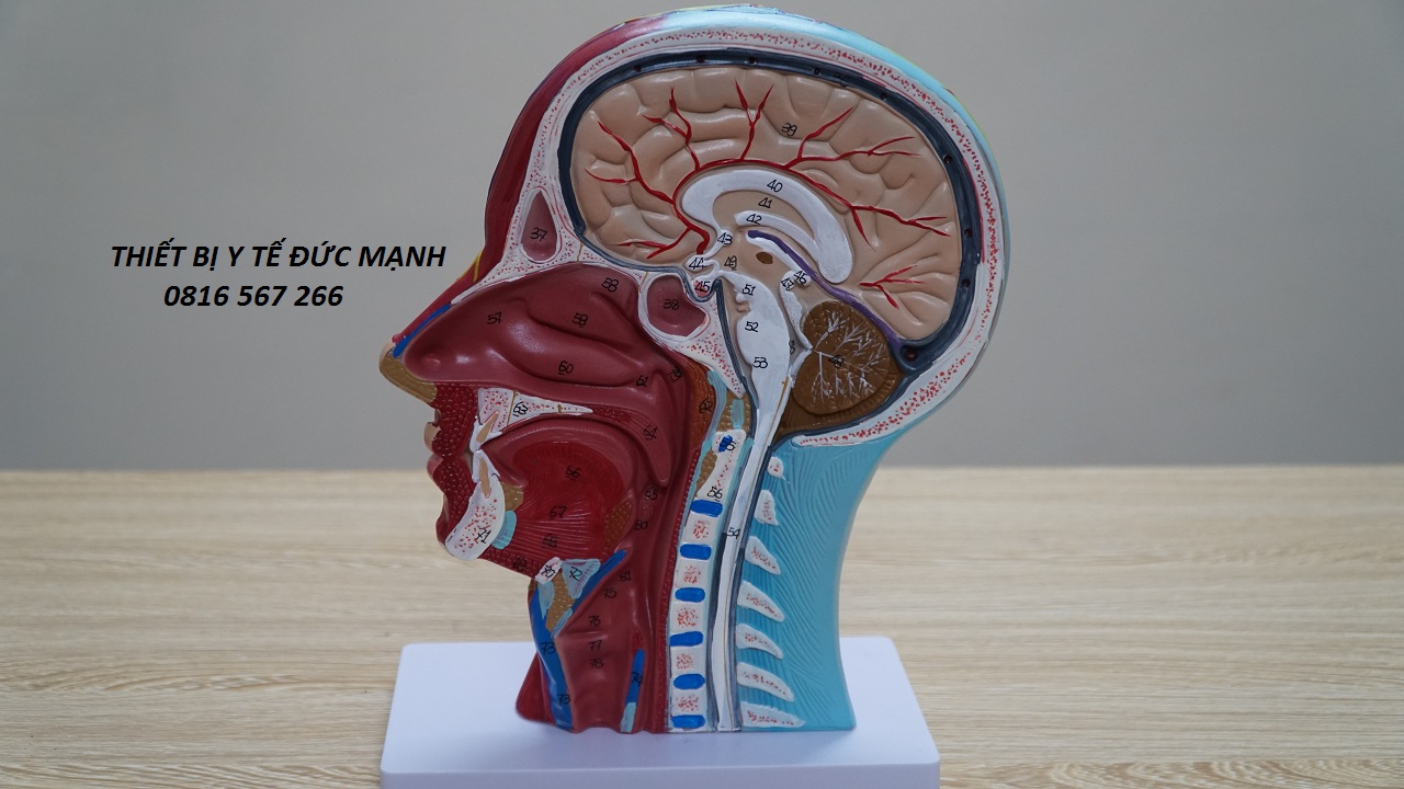 [HCM]Mô hình giải phẫu cơ thần kinh mạch máu vùng đầu