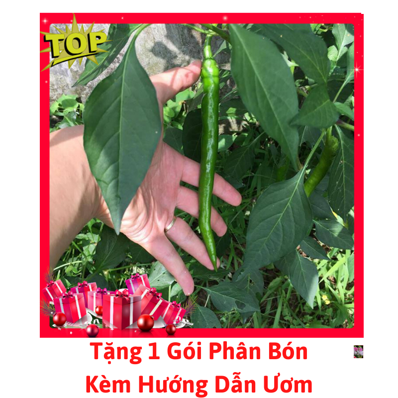 Gói hạt giống ớt hàn quốc