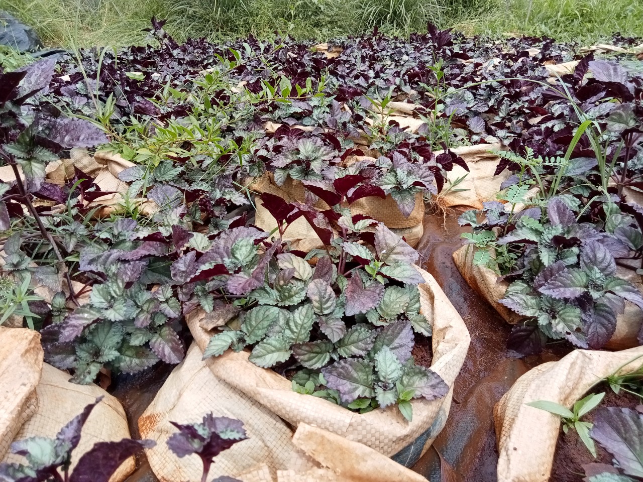 Cây Dr thanh , dùng nấu nước mát