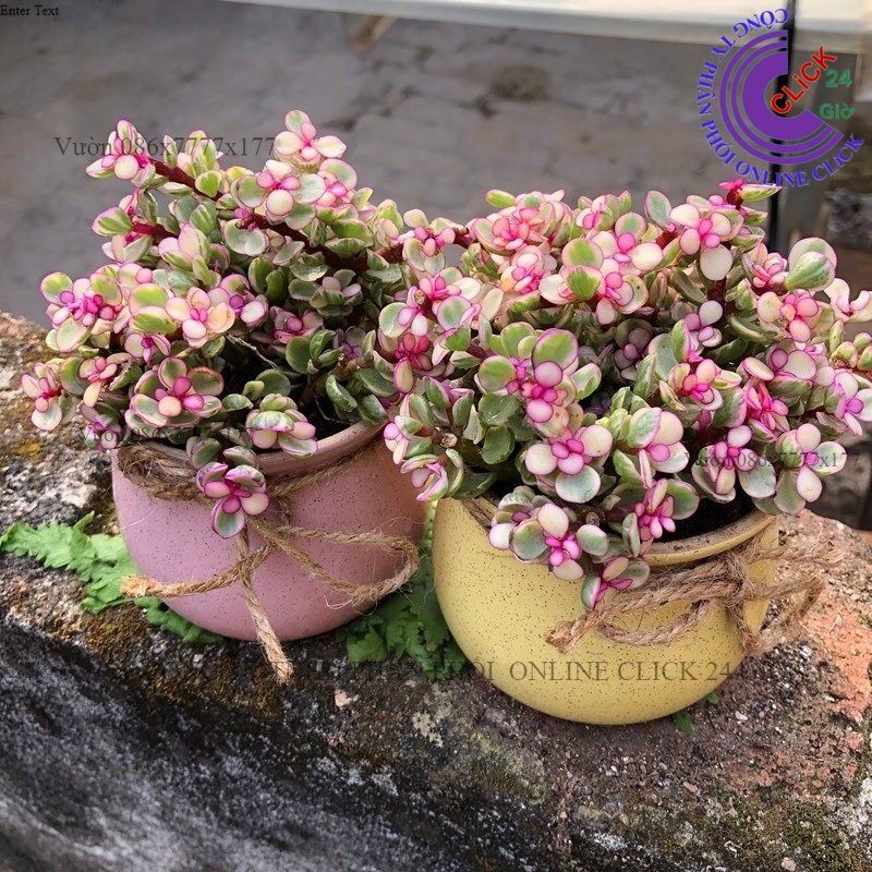 Chậu sen đá đô la hồng nhiều size cây ngọc bích hồng cổ thụ sen đá đô la hồng cẩm thạch 0706535446