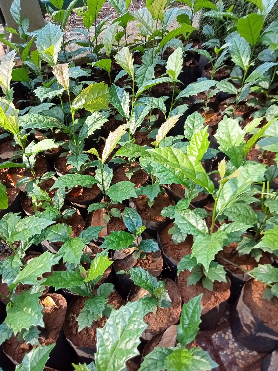 Cây Xạ đen răng cưa, hỗ trợ người bệnh ưng thư, lợi gan