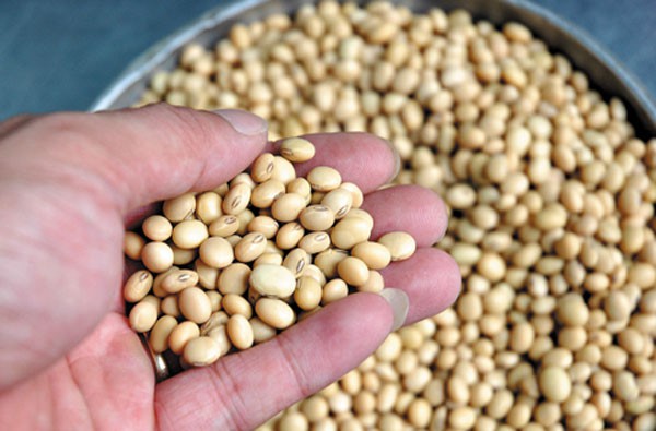 Đậu tương/đậu nành quê 500g