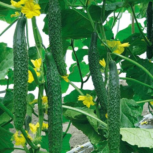 Dưa Chuột Nhật F1. Túi 10 Hạt Giá Đặc Biệt. Năng Xuất Cao.