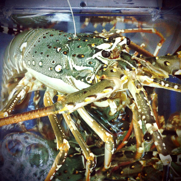 [HCM]HCM -Tôm Hùm Xanh sống size 3con/ký - Giao Nhanh