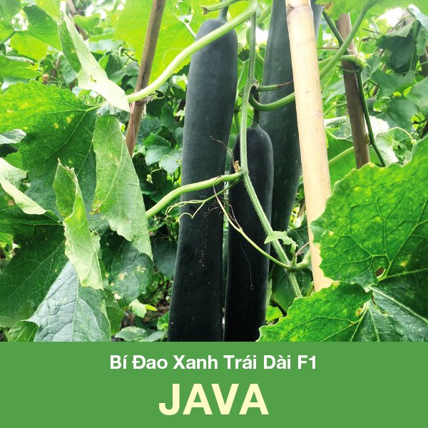 [Ảnh thật] Bí Đao Xanh Trái Dài F1 JAVa - cây khoe khánh bệnh tốt