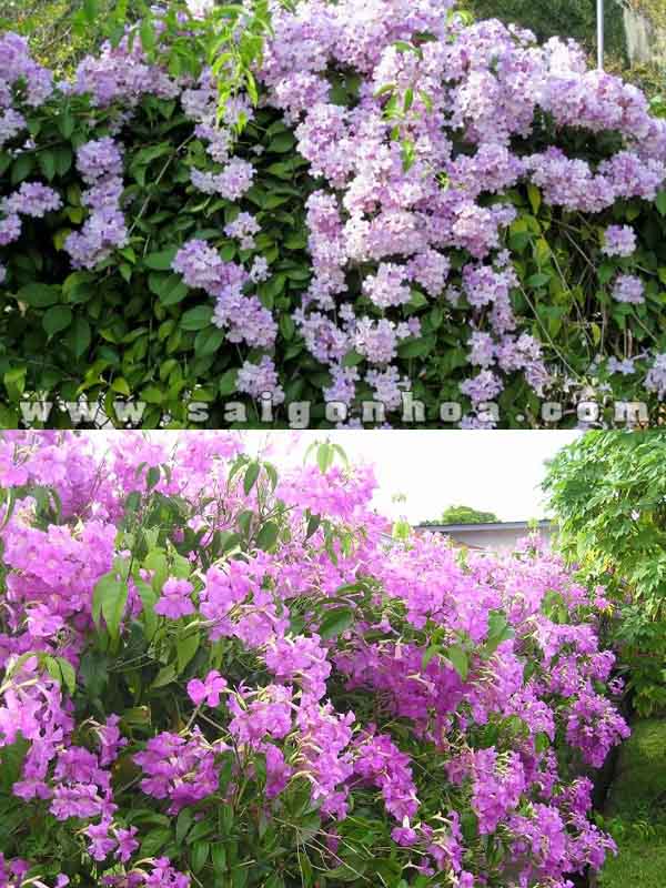 bầu Cây hoa Lan Tỏi-lan leo tỏi tím. bầu giống, giá rẻ