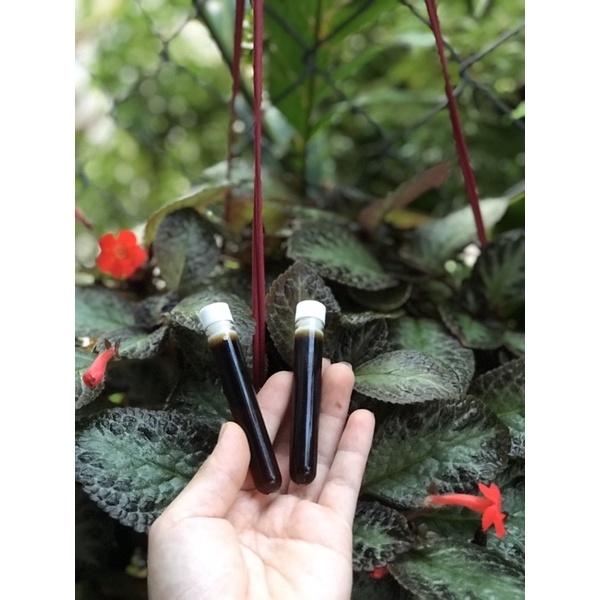 Cao Lá Nam - Chuyên sỉ - huyet thanh cao lá nam Loại bỏ mụn đầu đen Serum dưỡng da mặt Chăm sóc da Tinh chất thu nhỏ lỗ chân lông trên khuôn mặt Chăm sóc da làm sạch lỗ chân lông sạch mụn trứng cá Loại bỏ mụn