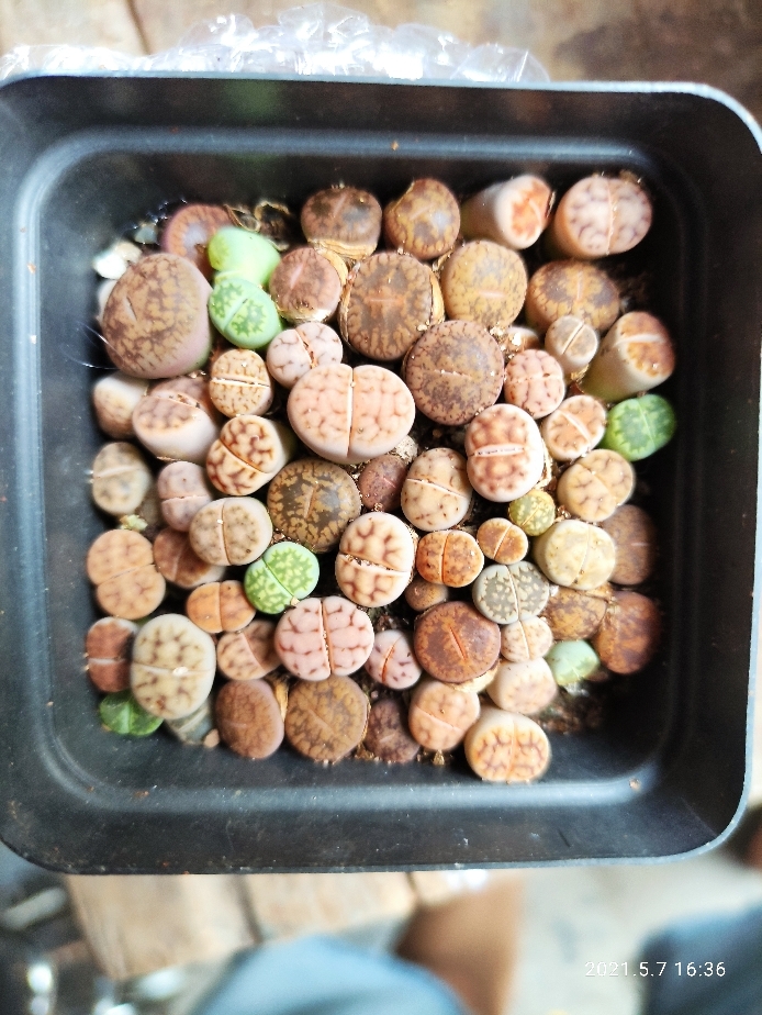 Cây sen đá mông , sen đá thạch lan , lithops size nhỏ