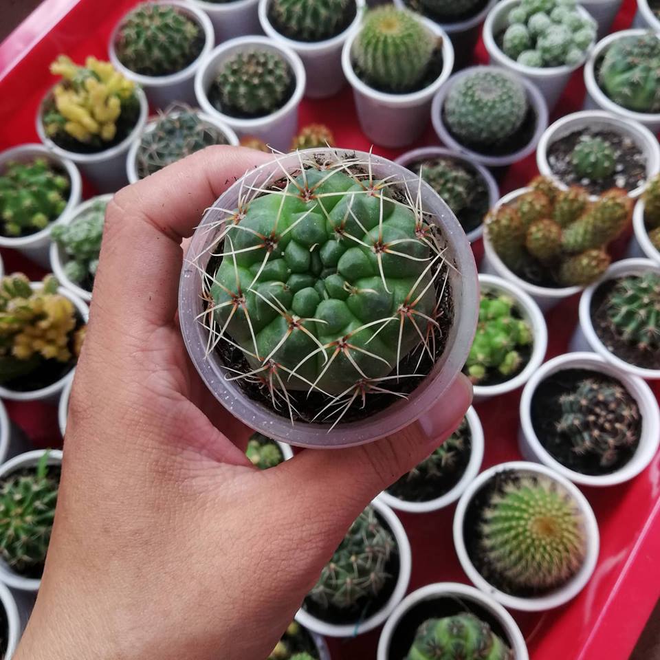 Cây xương rồng thần long