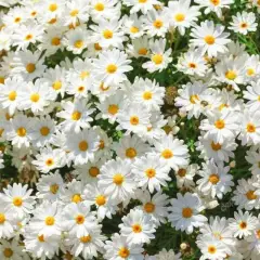 237 GÓI 50 hạt Cúc họa mi trắng nhụy vàng (cúc mini) - loài hoa siêu đáng yêu, thời điểm gieo trồng quanh năm, hoa dễ lên, dễ chăm sóc