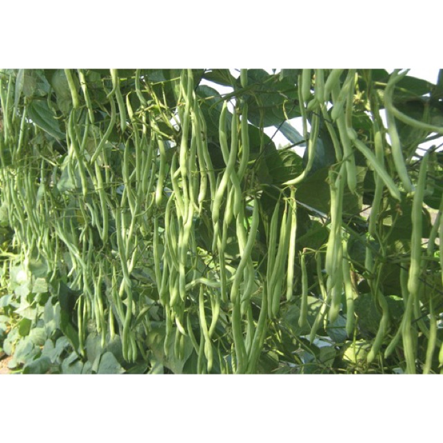 HẠT GIỐNG ĐẬU CÔ VE LEO