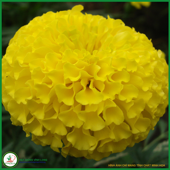 Hạt giống hoa Vạn thọ Pháp cao lỡ F1 - Vàng chanh TN 492 - 20 hạt