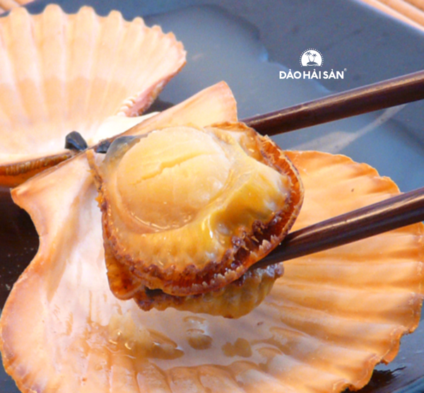 HCM - Sò Điệp Nhật nguyên con  1Kg